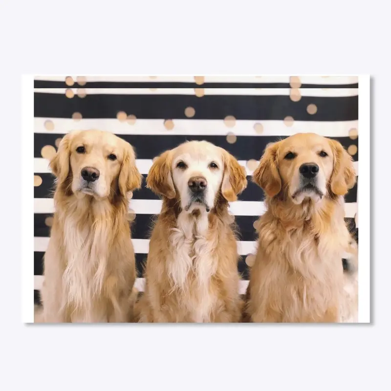 Golden Retriever Trio