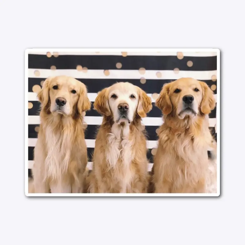 Golden Retriever Trio